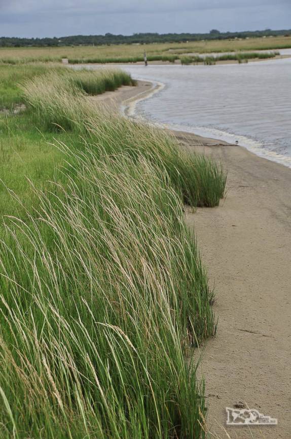 Vegetação típica do Parque Nacional da Lagoa do Peixe, no sul do Rio Grande do Sul, entre a Lagoa dos Patos e o Oceano Atlântico